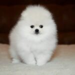 Elysium-male-Pomeranian puppy-for-sale-5
