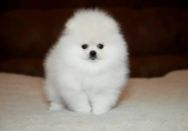Elysium Pomeranian