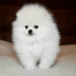 Elysium-male-Pomeranian puppy-for-sale-6