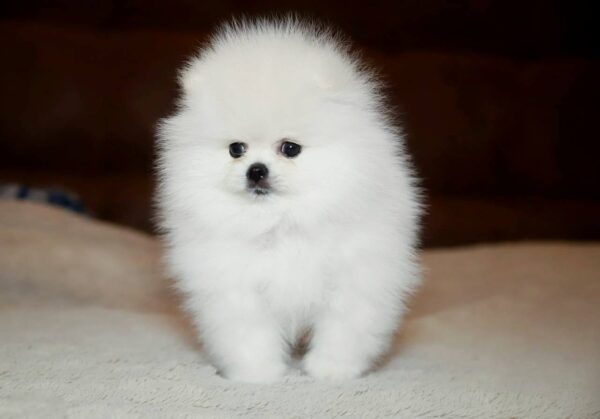 Elysium Pomeranian