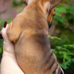 Ester-female-french-bulldog-puppy-for-sale-1 (1)