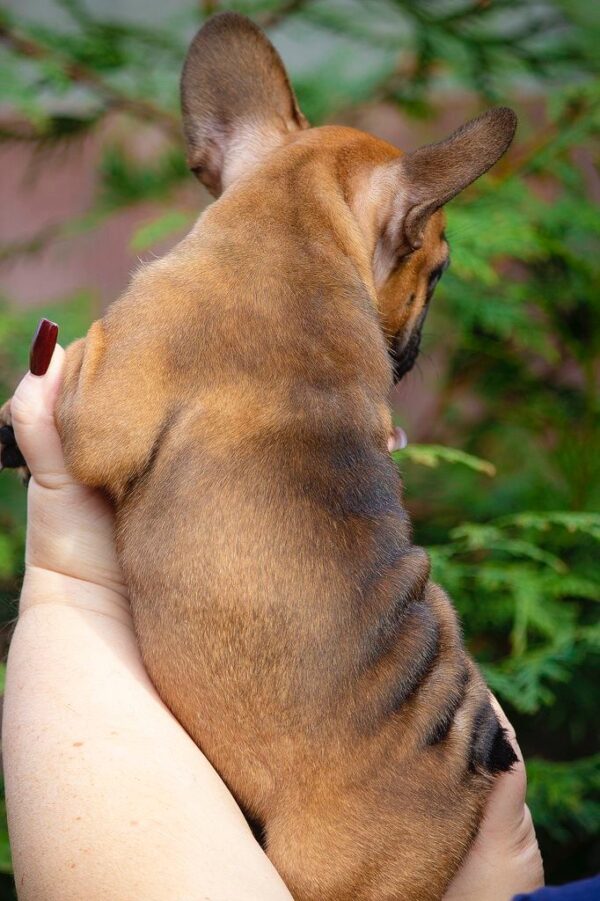 Ester French Bulldog Ester French Bulldog