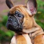 Ester-female-french-bulldog-puppy-for-sale-1 (2)