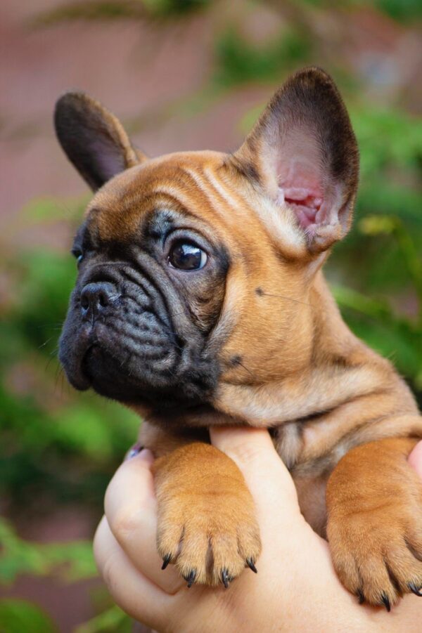 Ester French Bulldog Ester French Bulldog