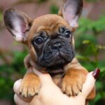 Adrenalin French Bulldog