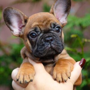Ester French Bulldog