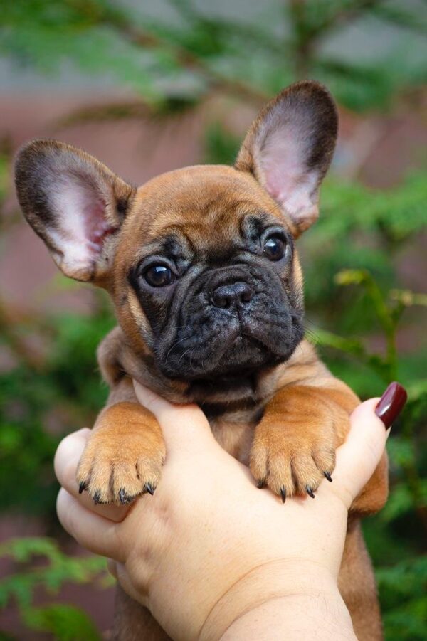 Ester French Bulldog Ester French Bulldog