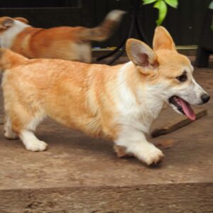Fancy Welsh Corgi