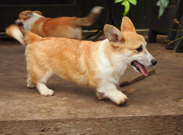 Fancy Welsh Corgi