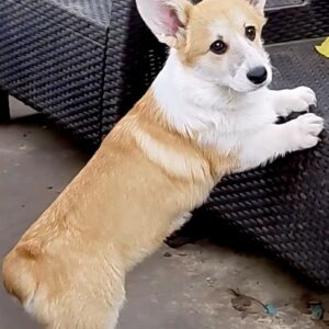 Fancy Welsh Corgi