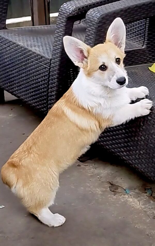 Fancy Welsh Corgi