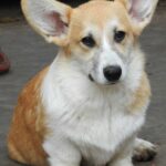 FLASH-male-Corgi-puppy-for-sale-1