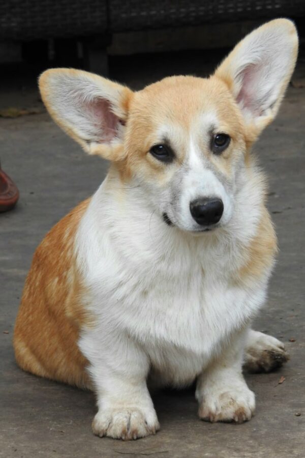 Flash Welsh Corgi