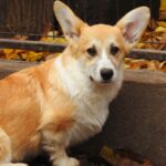 FLASH-male-Corgi-puppy-for-sale-2