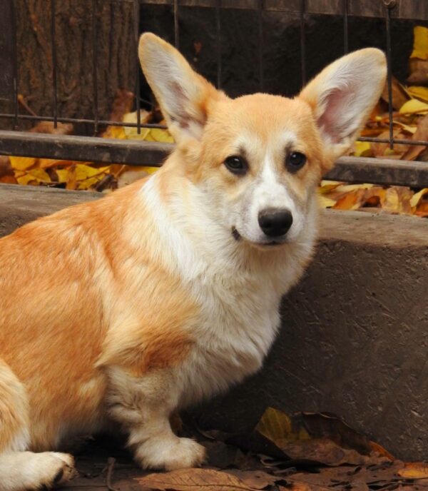 Flash Welsh Corgi
