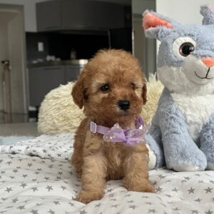 Fil Miniature Poodle