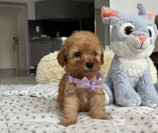 Fil Miniature Poodle