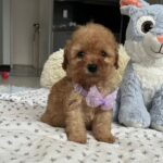 Fuchs Miniature Poodle
