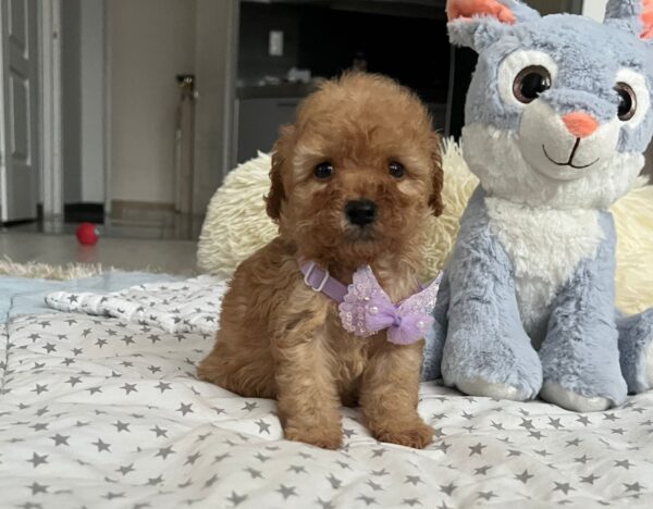 Fil Miniature Poodle