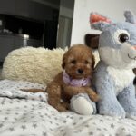 Fil-male-miniature-poodle-puppy-for-sale-1 (3)