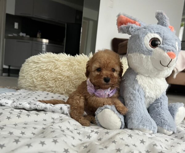 Fil Miniature Poodle