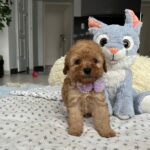 Fil-male-miniature-poodle-puppy-for-sale-1 (4)