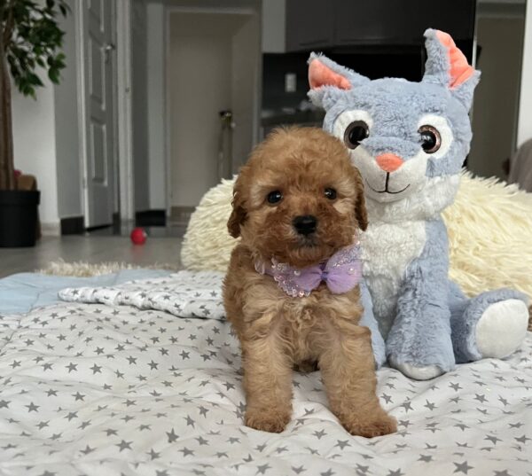 Fil Miniature Poodle