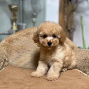 Fil Miniature Poodle Fil Miniature Poodle