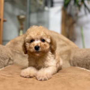 Fil Miniature Poodle Fil Miniature Poodle