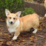 Finn-male-Corgi-puppy-for-sale-1