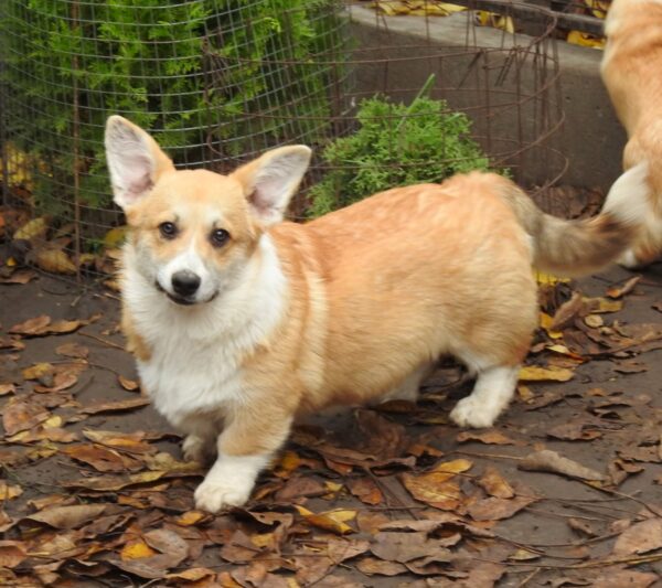 Finn Welsh Corgi
