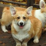 Flash Welsh Corgi