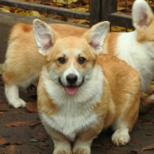 Finn Welsh Corgi