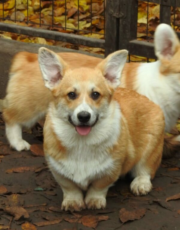 Finn Welsh Corgi