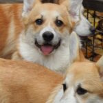 Finn-male-Corgi-puppy-for-sale-3