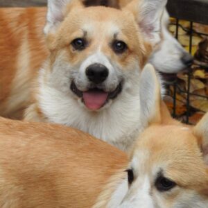 Finn Welsh Corgi