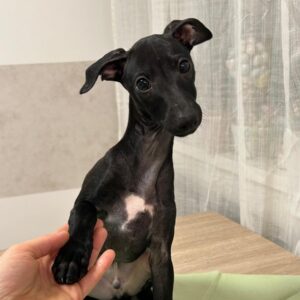 Franky Italian Greyhound