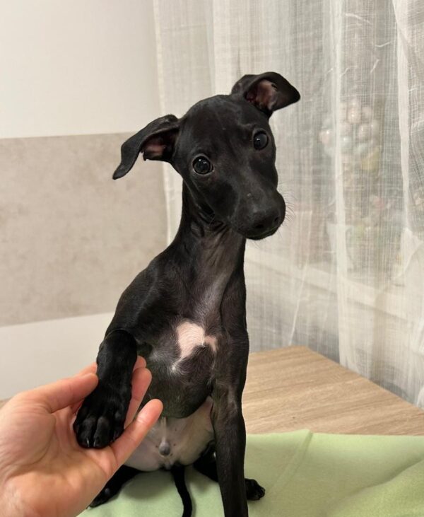 Franky Italian Greyhound