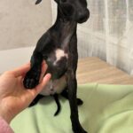 Franky-male-italian-greyhound-puppy-for-sale-1