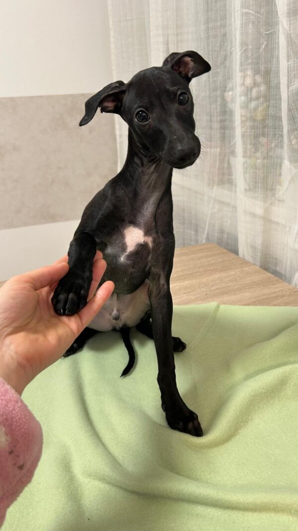 Franky Italian Greyhound