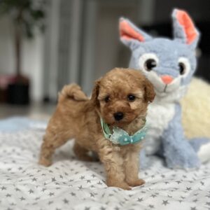 Fuchs Miniature Poodle