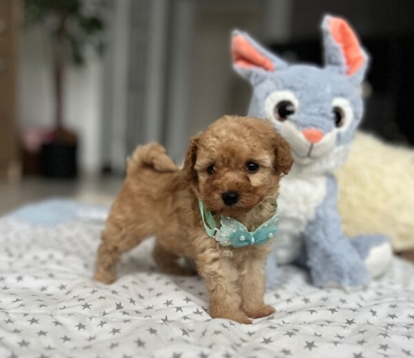 Fuchs Miniature Poodle