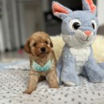 Fuchs-male-miniature-poodle-puppy-for-sale-1 (2)