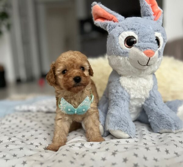 Fuchs Miniature Poodle