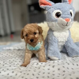 Fuchs Miniature Poodle