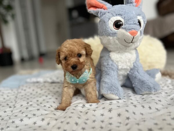 Fuchs Miniature Poodle