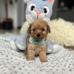 Fuchs-male-miniature-poodle-puppy-for-sale-1 (4)