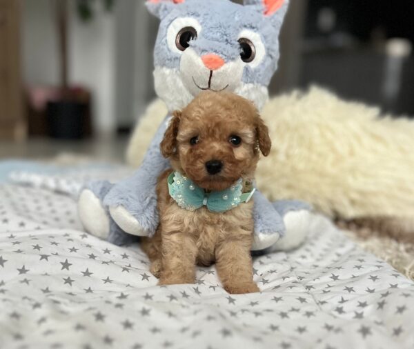 Fuchs Miniature Poodle