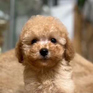 Fuchs Miniature Poodle Fuchs Miniature Poodle