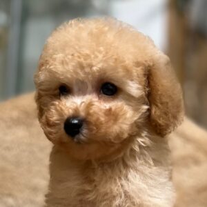Fuchs Miniature Poodle Fuchs Miniature Poodle